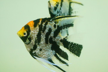 Beautiful fish are swimming in the water