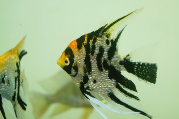 Beautiful fish are swimming in the water