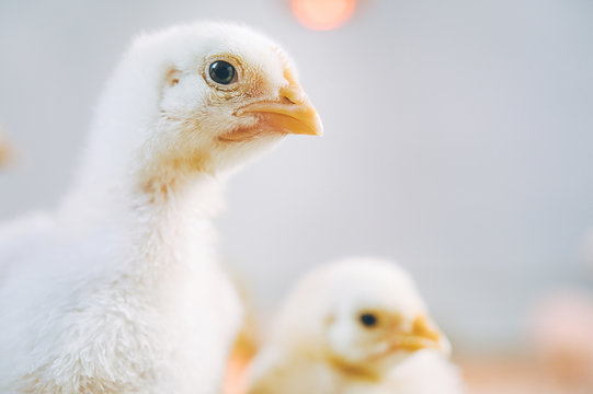 little small broiler poultry white chick bird