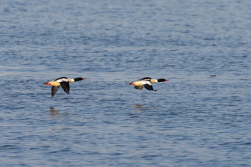 The common merganser (Mergus merganser) in fliyng during migration from the north.