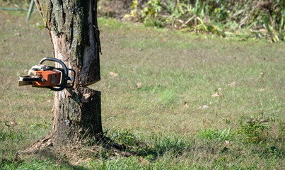 The loggers chainsaw is stuck in the tree after making the notch cut. Bokeh.