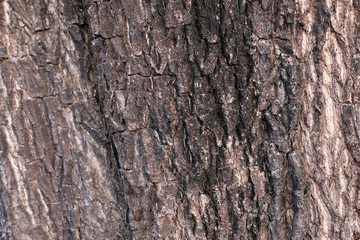 Tree bark texture close up