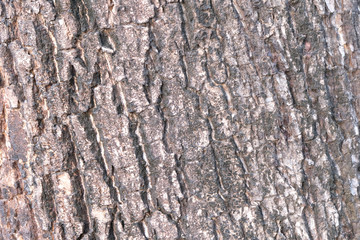 Tree bark texture close up