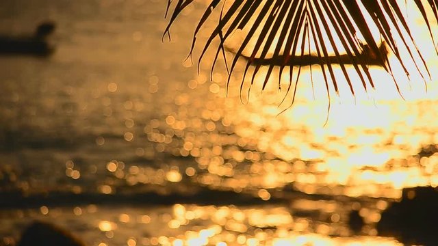 palm leaf on bokeh light at sunset beach