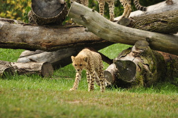 South African Cheetahs in a Zoo