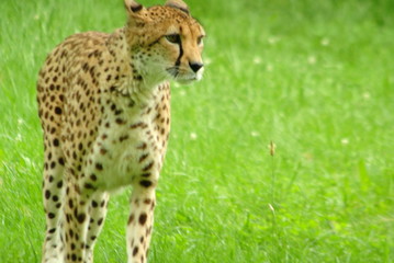 South African Cheetahs in a Zoo