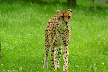 South African Cheetahs in a Zoo