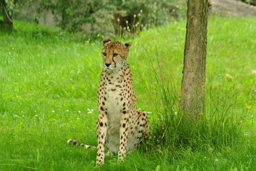 South African Cheetahs in a Zoo