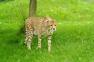 South African Cheetahs in a Zoo