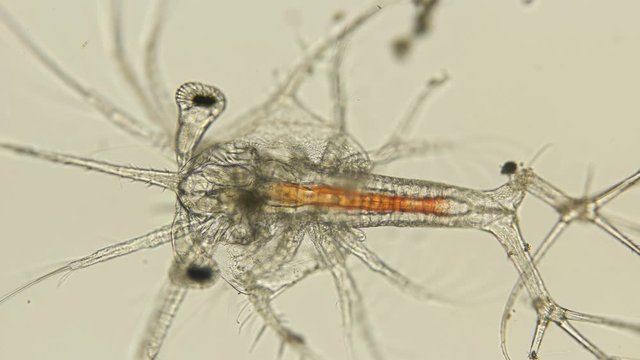 Shrimp larva under a microscope, at the 3rd stage of the zoea, many Decapoda larvae go through this stage in the egg, after which it passes to the miesis stage, which already resembles an adult