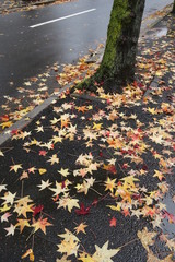モミジバフウの枯れ葉散る雨の道路風景