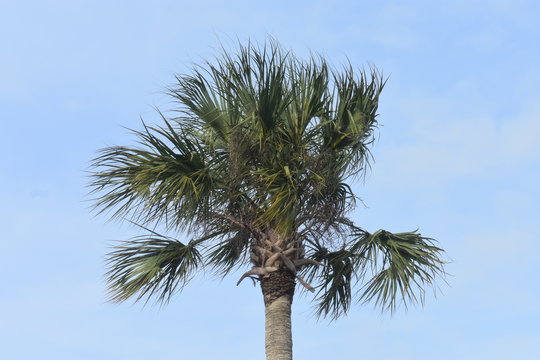 Isolated palm tree against a clear blue sky at St. Augustine, Florida, USA