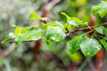 Apple tree leaves with drops of water after rain