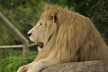 South African Lions in the Zoo in Canada