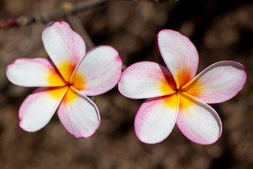 Fototapeta na wymiar Hawaiian Plumerias
