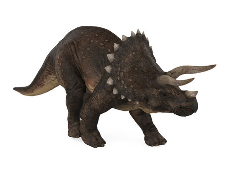 Triceratops Dinosaurs Isolated