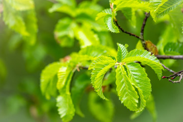Bright green elm leafs lit by sun light.