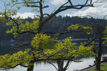branches spreading over puget sound in summer