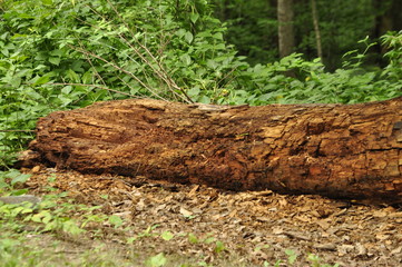 Trees in the forest in Canada