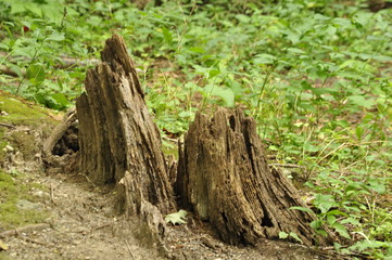 Fototapeta na wymiar Trees in the forest in Canada