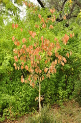 Trees in the forest in Canada