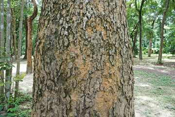 Obraz premium bark of tree in the garden.