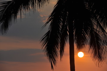Timeless Palm Tree Sunset Silhouette