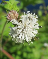 White melanthera nivea flowers on the meadow in Florida nature, closeup