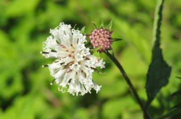 Melanthera flower on natural green background in Florida nature, closeup 