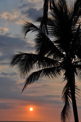 Fototapeta na wymiar Tropical Palm Sun Sunset
