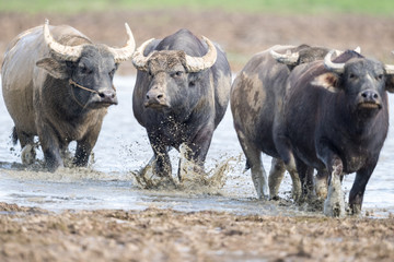 water buffalo closeup