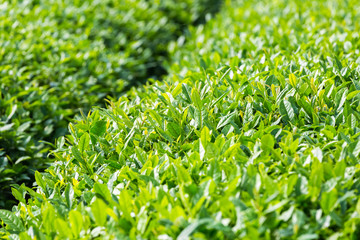 green tea plantation closeup