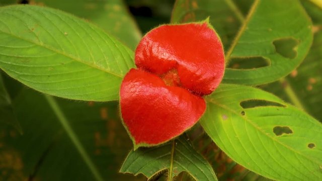 Hot Lips, or Hooker Lips, a Flower in Costa Rica