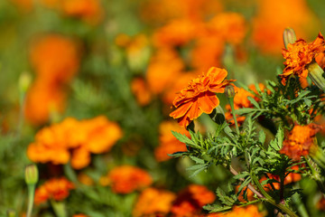 French Marigold Flower In The Garden, Beautiful French Marigold Flower With Sunlight On The Garden Background, Orange French Marigold Flower, Tagetes patula