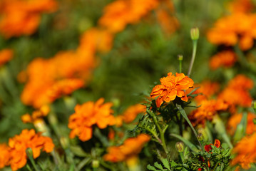 French Marigold Flower In The Garden, Beautiful French Marigold Flower With Sunlight On The Garden Background, Orange French Marigold Flower, Tagetes patula