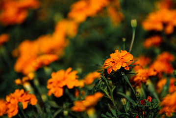 French Marigold Flower In The Garden, Beautiful French Marigold Flower With Sunlight On The Garden Background, Orange French Marigold Flower, Tagetes patula