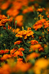 French Marigold Flower In The Garden, Beautiful French Marigold Flower With Sunlight On The Garden Background, Orange French Marigold Flower, Tagetes patula