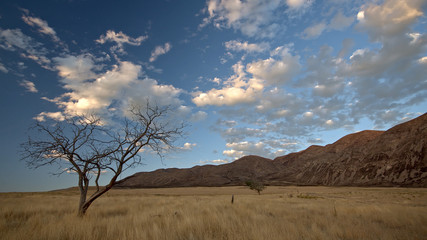 Sunset viewing single tree in dry grass field with clouds.
