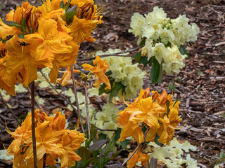 yellow gold rhododendron flowers blooming on bushes in springtime
