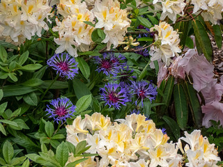 white and yellow rhododendrons in front of blue flowers