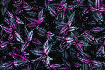 leaves of tradescantia zebrina bosse, abstract purple texture, nature background, tropical leaf