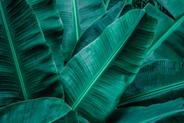 Obraz na płótnie Canvas tropical banana leaf, abstract green banana leaf, large palm foliage nature dark green background