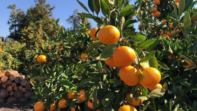 Orange mandarins on trees on plantation at Jeju island