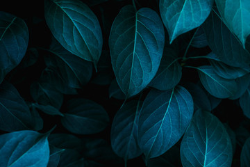 Fototapeta premium tropical leaves, abstract green leaves texture, nature background