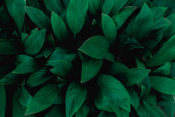 Naklejka na ściany i meble closeup nature view of green leaf in garden, dark tone nature background, tropical leaf