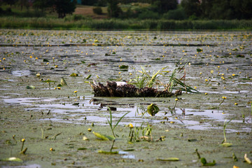 Summer landscape of the lake. The big territory of water is covered with leaves and yellow flowers of a water-lily and a small dense duckweed. On a wooden island the seagull made a nest.