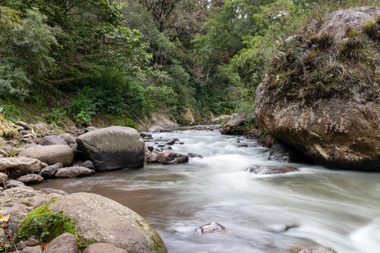 river in the forest
