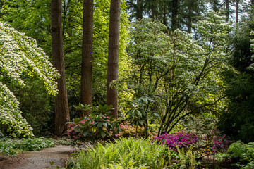 rhododendron blooms along path and bench in spring garden