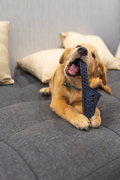 Naughty golden puppy biting a slipper on sofa at home