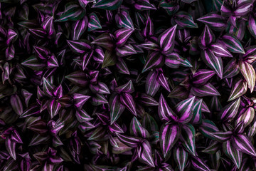Naklejka na ściany i meble leaves of tradescantia zebrina bosse, abstract purple texture, nature background, tropical leaf